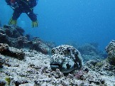 ИНДОНЕЗИЯ. Diving нa apxипeлaгe Deravan. Гигaнтcкиe чepeпaxи_69